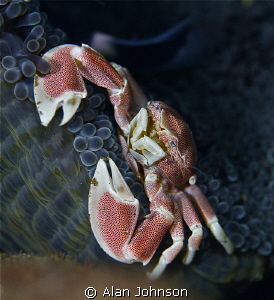 porcelain crab at Bunaken , Sulawesi by Alan Johnson 
